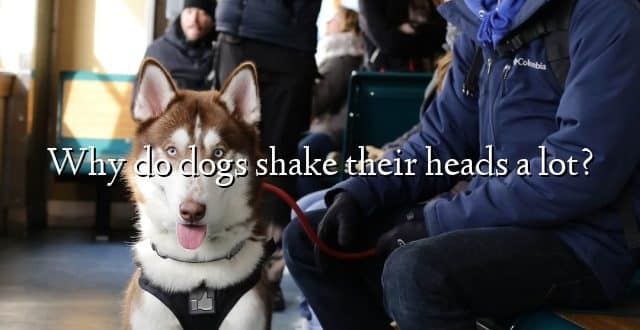 Why do dogs shake their heads a lot?