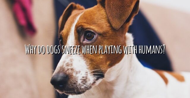 Why do dogs sneeze when playing with humans?