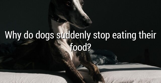 Why do dogs suddenly stop eating their food?