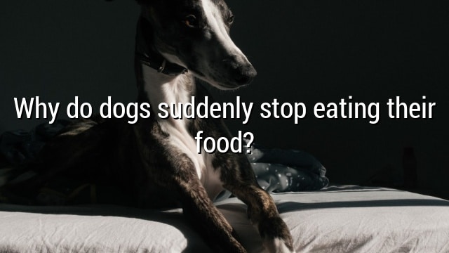 Why do dogs suddenly stop eating their food?