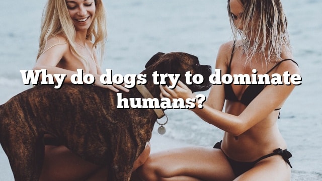 Why do dogs try to dominate humans?