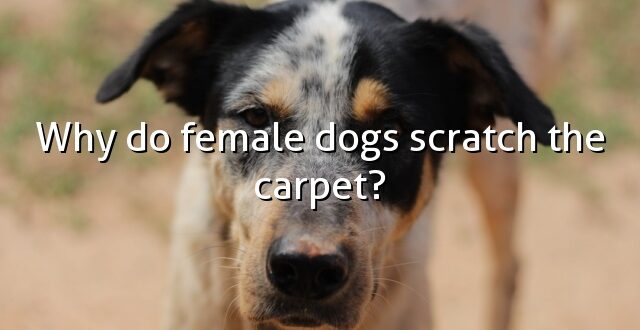 Why do female dogs scratch the carpet?