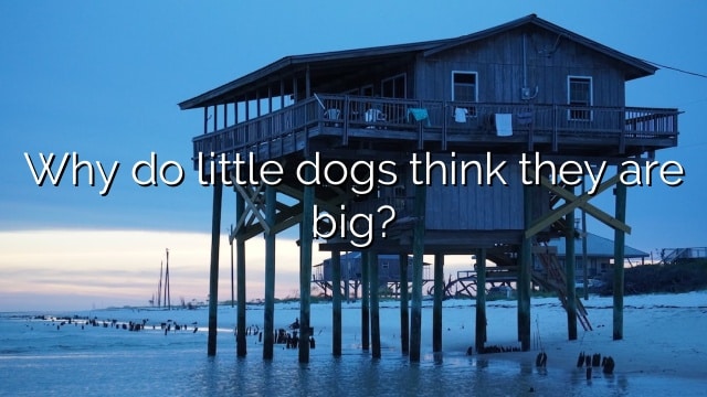 Why do little dogs think they are big?
