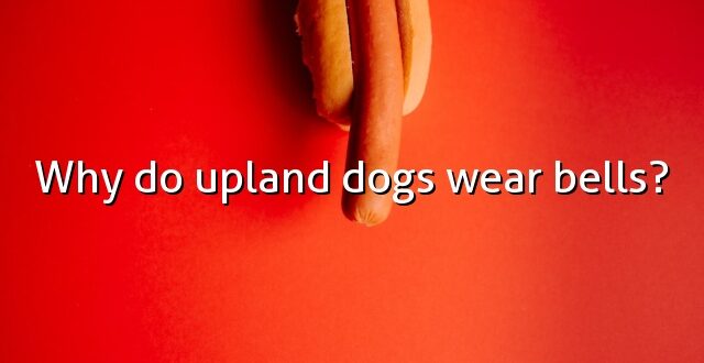 Why do upland dogs wear bells?