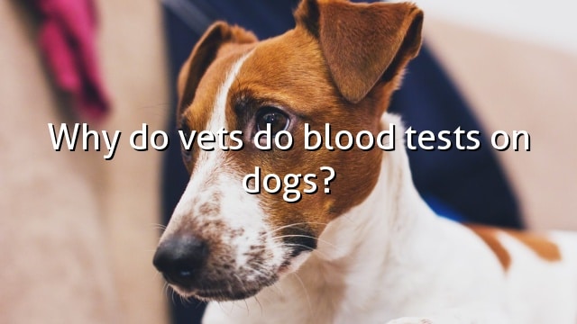Why do vets do blood tests on dogs?