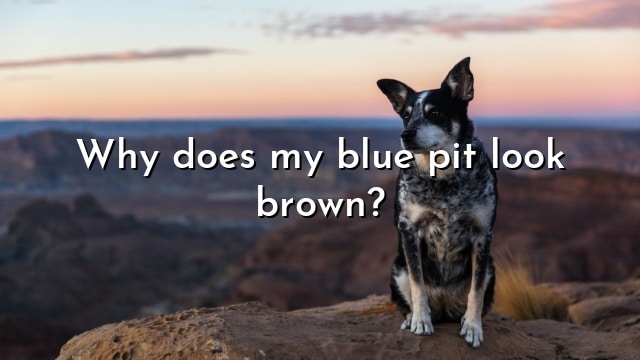 Why does my blue pit look brown?