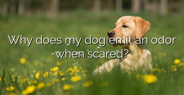 Why does my dog emit an odor when scared?