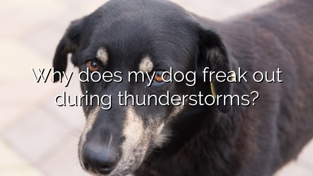Why does my dog freak out during thunderstorms?