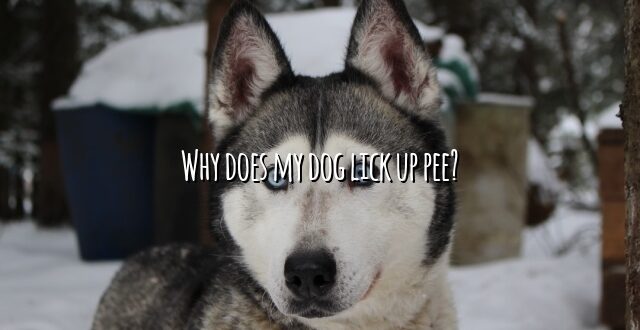 Why does my dog lick up pee?