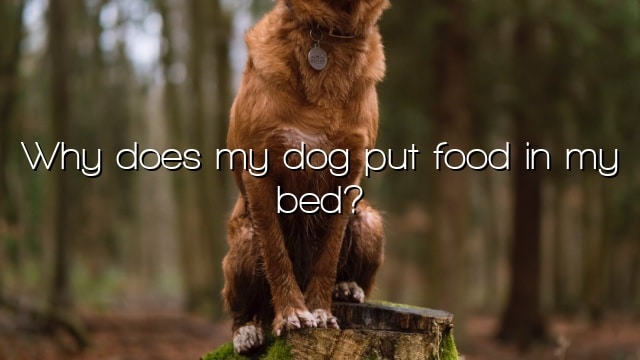 Why does my dog put food in my bed?