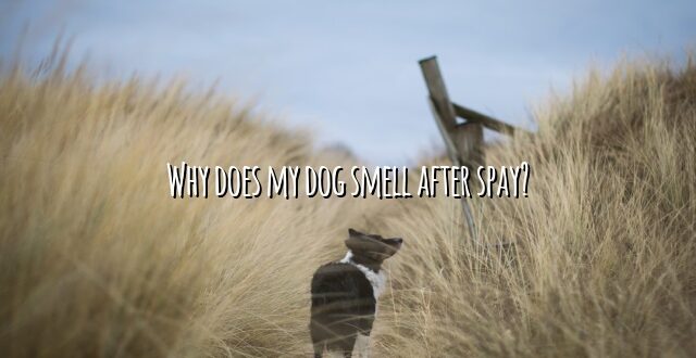 Why does my dog smell after spay?