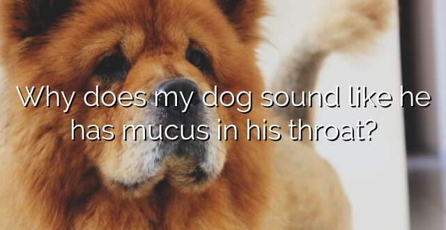 Why does my dog sound like he has mucus in his throat?