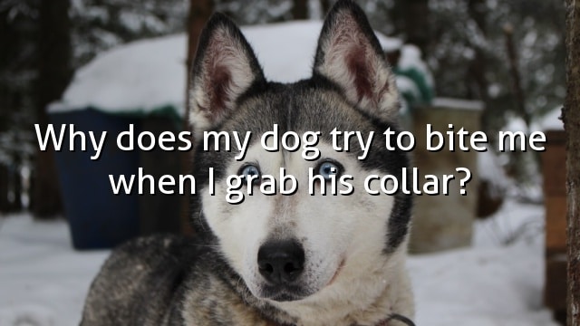 Why does my dog try to bite me when I grab his collar?