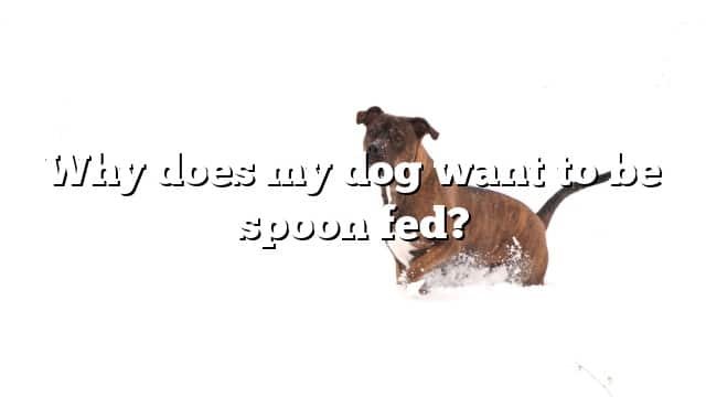 Why does my dog want to be spoon fed?