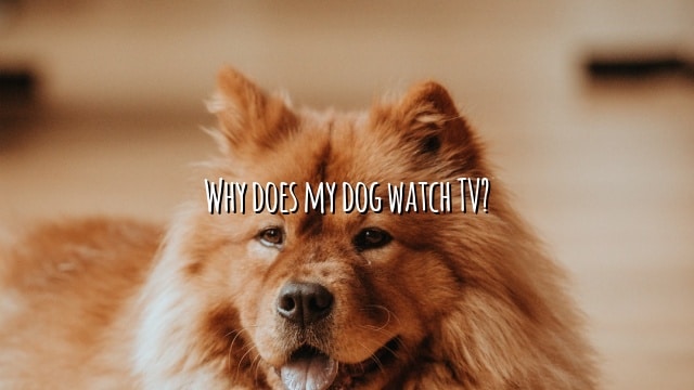 Why does my dog watch TV?