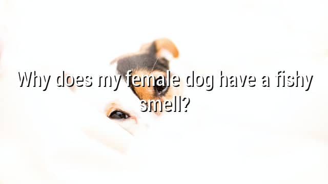 Why does my female dog have a fishy smell?