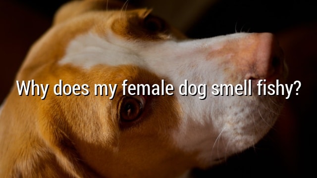 Why does my female dog smell fishy?