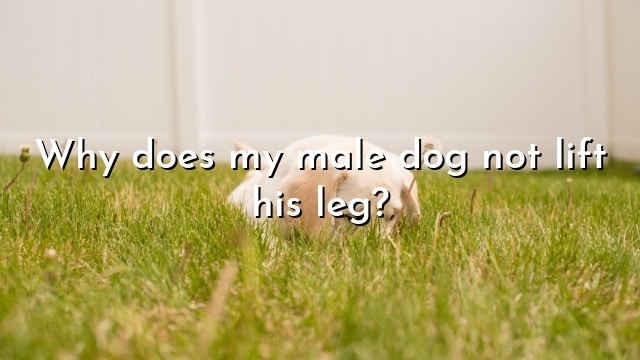 Why does my male dog not lift his leg?