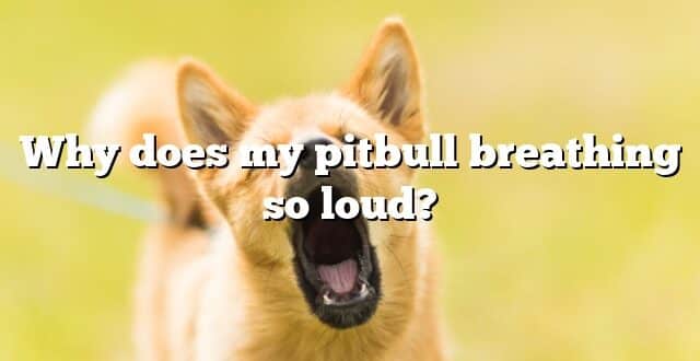 Why does my pitbull breathing so loud?