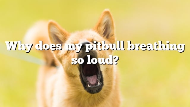 Why does my pitbull breathing so loud?