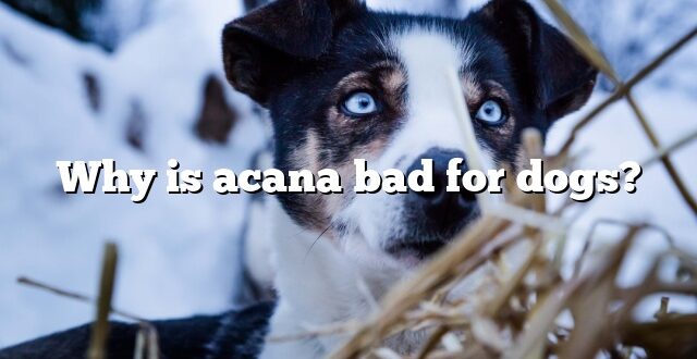 Why is acana bad for dogs?