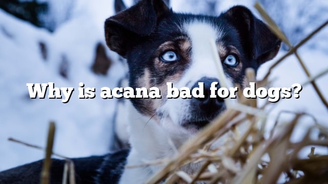 Why is acana bad for dogs?