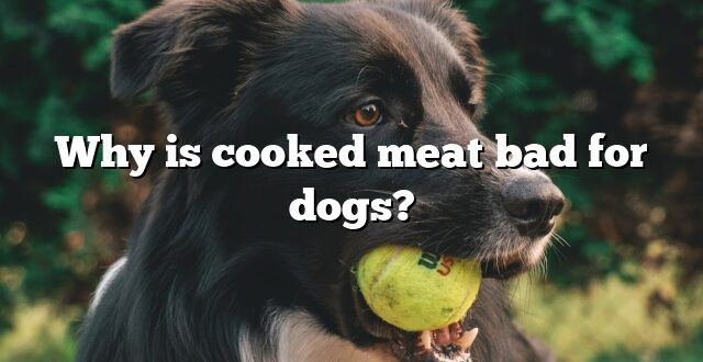Why is cooked meat bad for dogs?