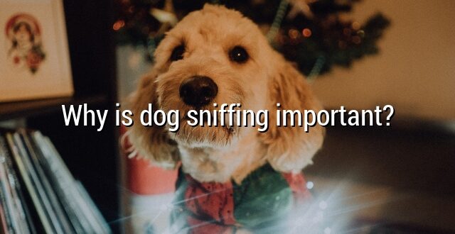 Why is dog sniffing important?