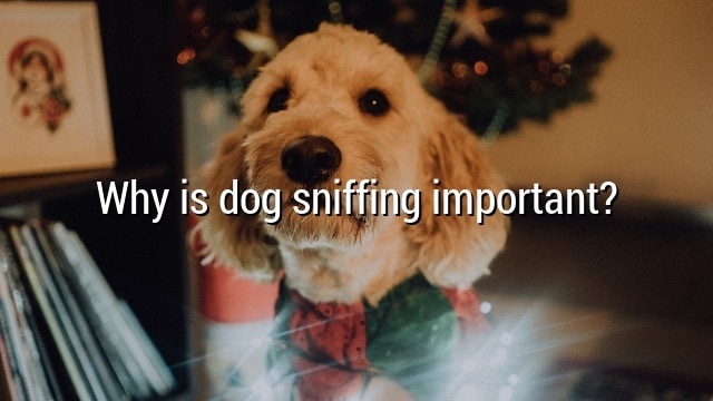 Why is dog sniffing important?