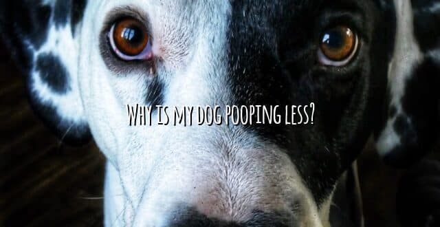 Why is my dog pooping less?