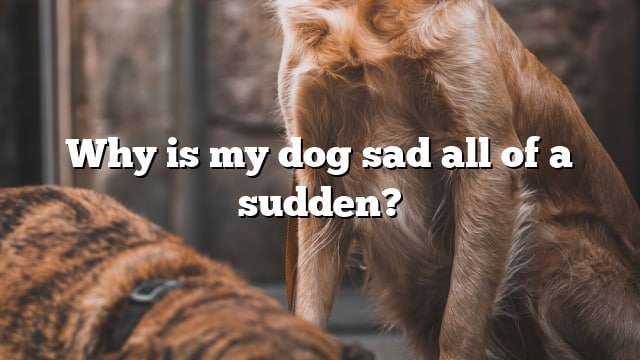 Why is my dog sad all of a sudden?