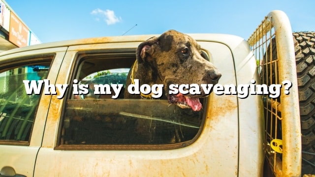 Why is my dog scavenging?