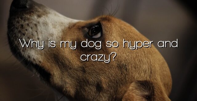 Why is my dog so hyper and crazy?