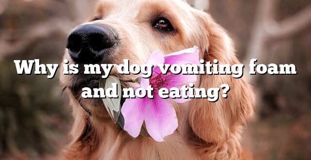 Why is my dog vomiting foam and not eating?