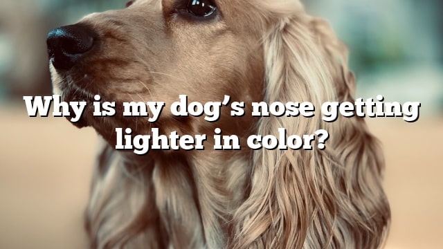 Why is my dog’s nose getting lighter in color?