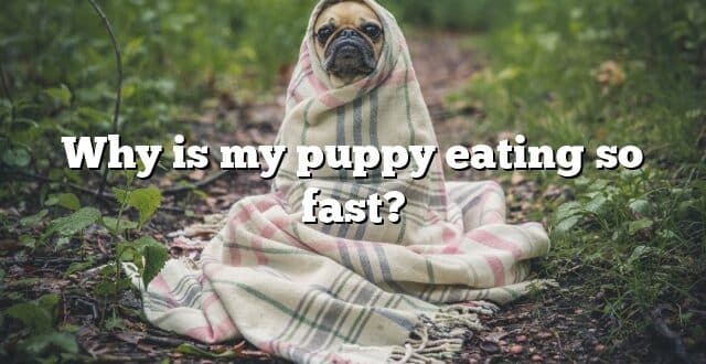 Why is my puppy eating so fast?