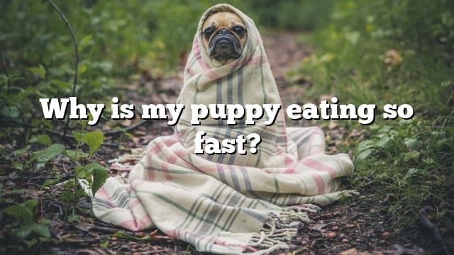 Why is my puppy eating so fast?
