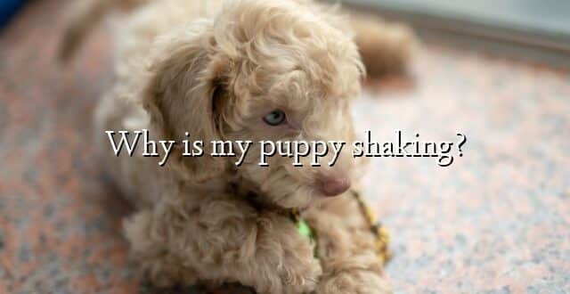 Why is my puppy shaking?