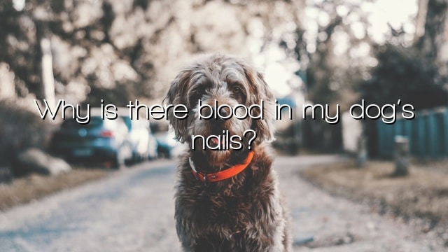 Why is there blood in my dog’s nails?