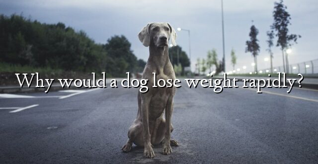 Why would a dog lose weight rapidly?