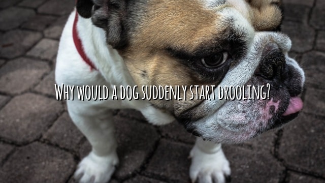 Why would a dog suddenly start drooling?