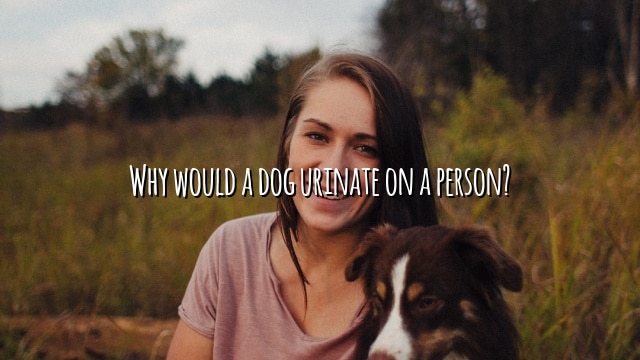 Why would a dog urinate on a person?