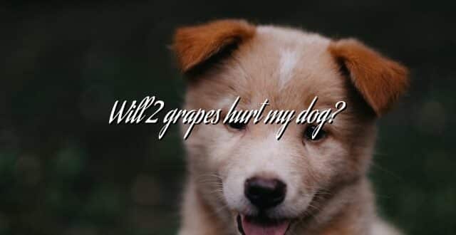Will 2 grapes hurt my dog?