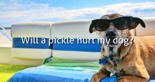 Will a pickle hurt my dog?
