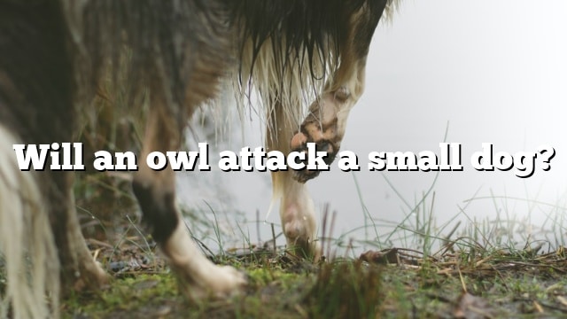Will an owl attack a small dog?