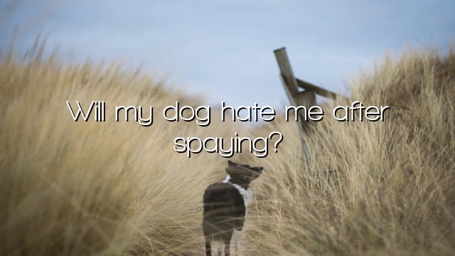 Will my dog hate me after spaying?
