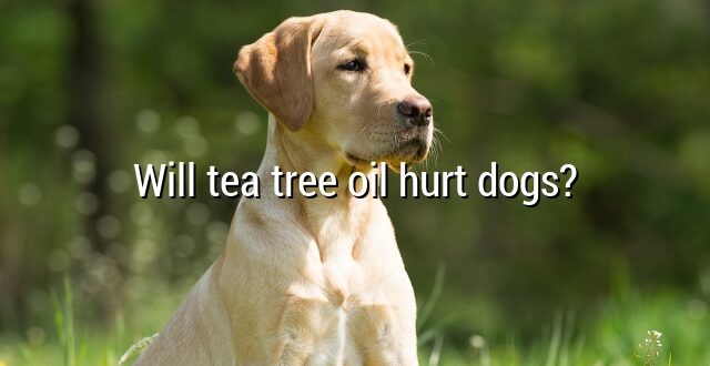 Will tea tree oil hurt dogs?