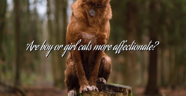 Are boy or girl cats more affectionate?