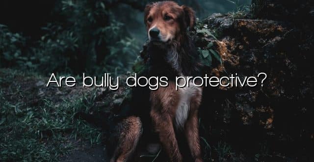 Are bully dogs protective?