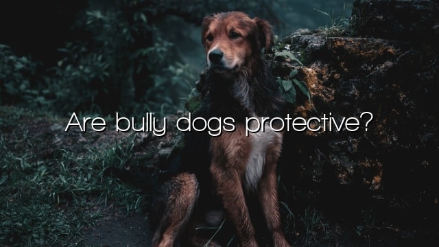 Are bully dogs protective?